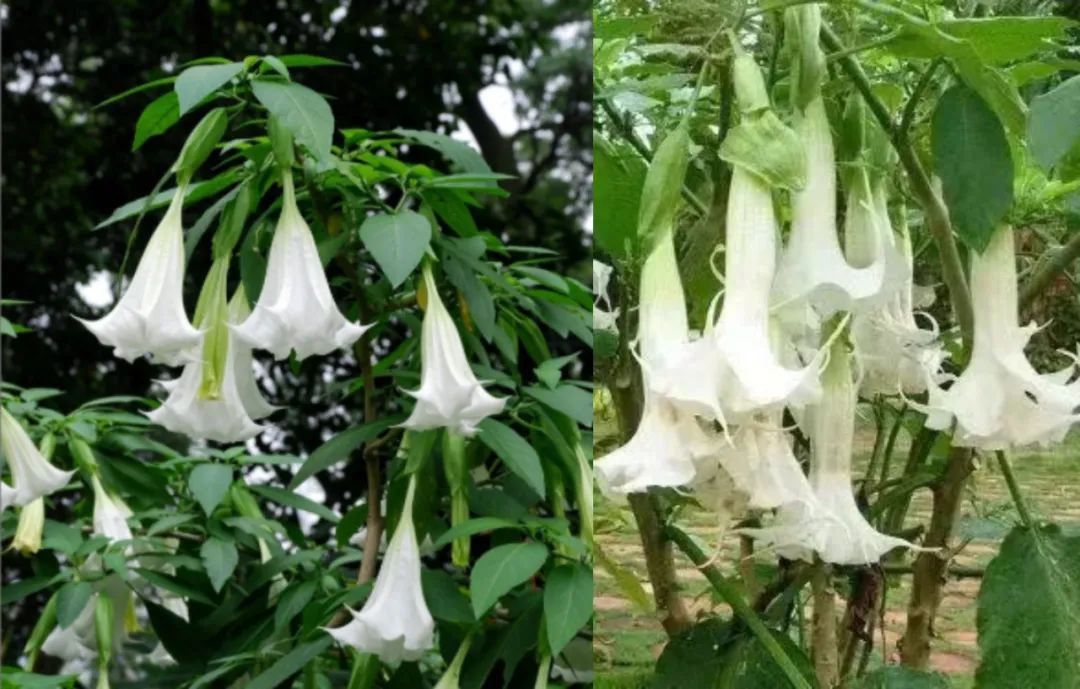 曼陀罗中毒多因将曼陀罗当成秋葵或可食野菜,野花,果实误采误食引起.