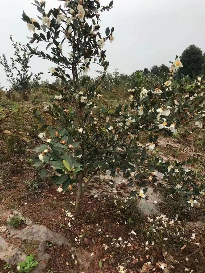 叙州区观音镇大井村:发展油茶产业 推动乡村振兴