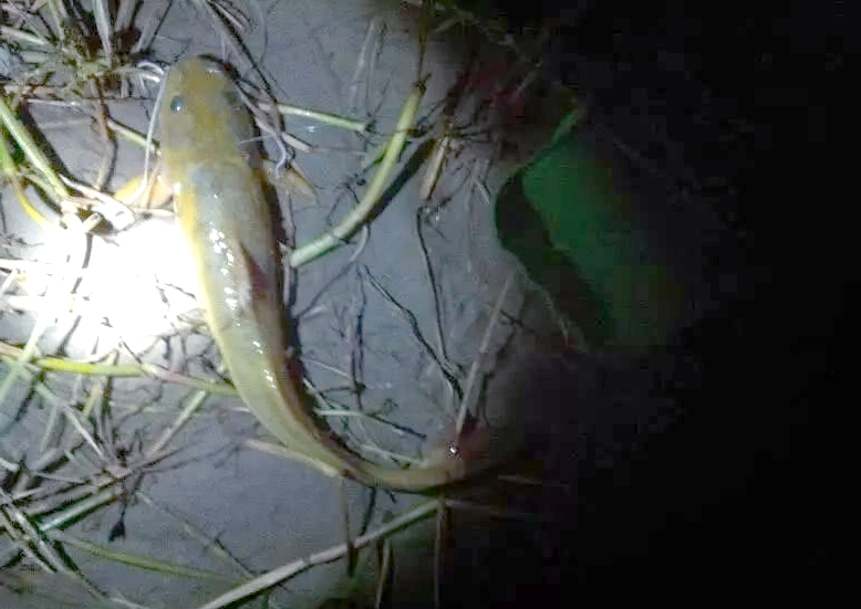 贵州角角鱼钓法与美味烹饪指南