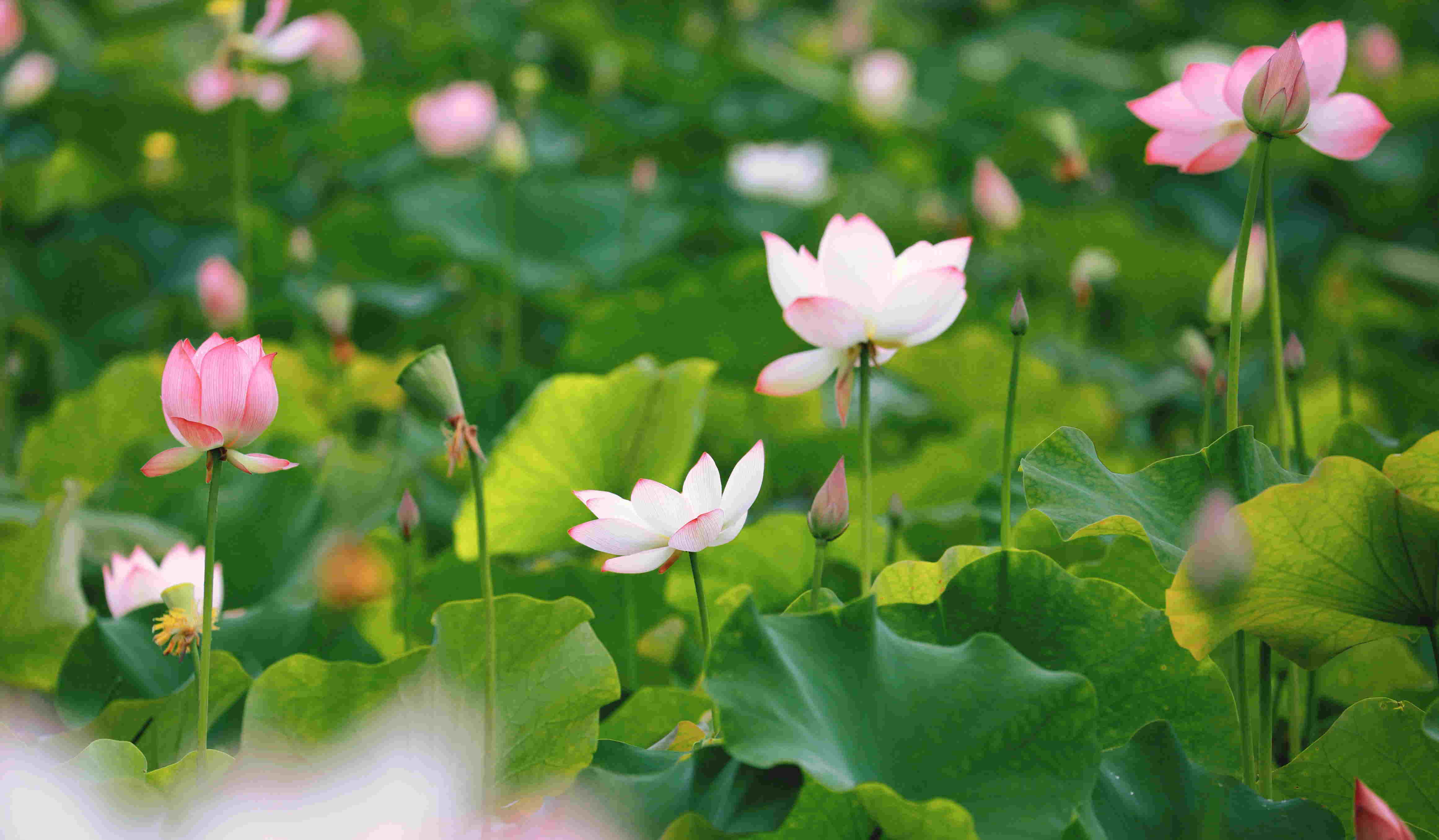 荷花的图片大全风景图片