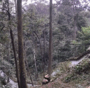 没什么天敌的这货,不管是在动物园还是野外都是嚣张的一匹。。打又打不过,打过了还得坐牢 第1张