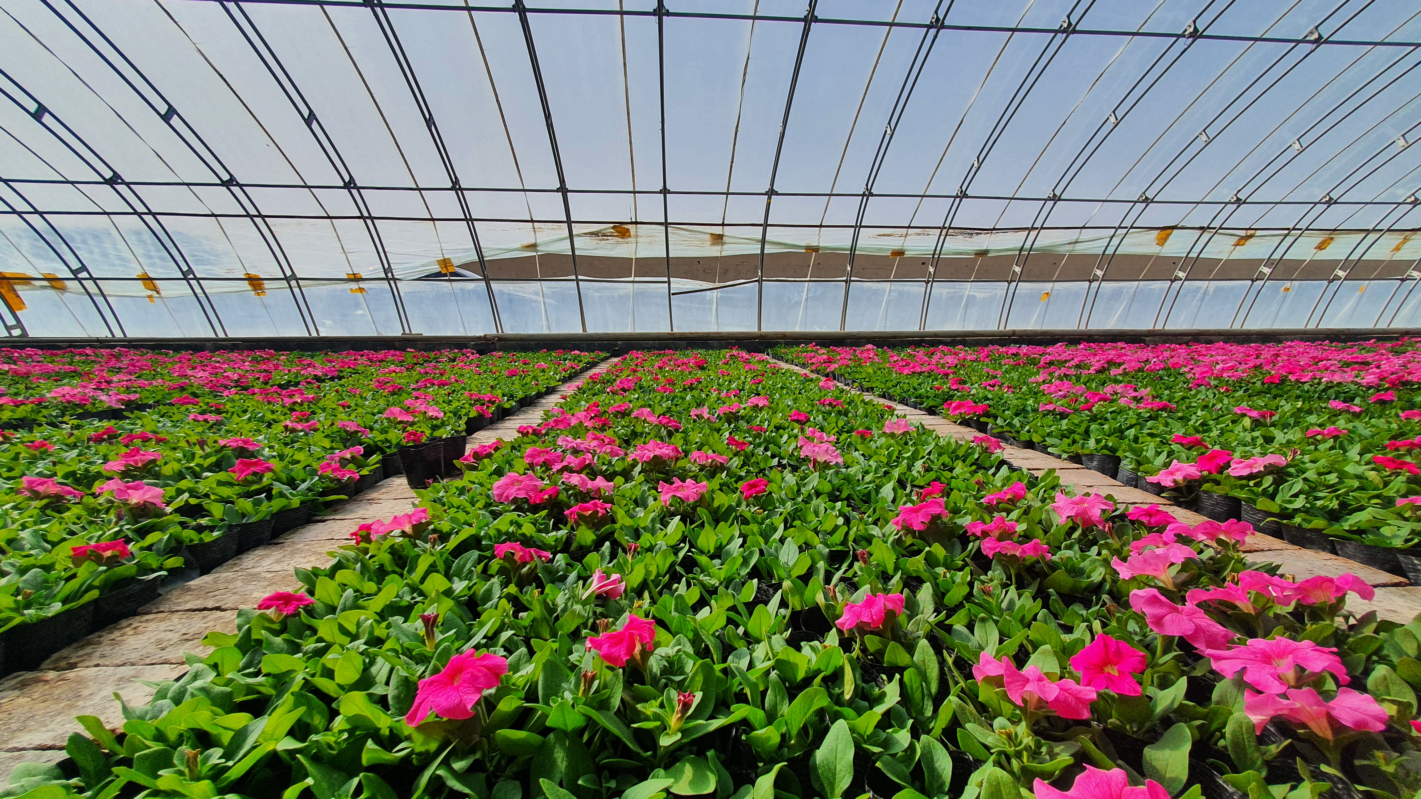 梨城街头98万株花卉"五一"前怒放