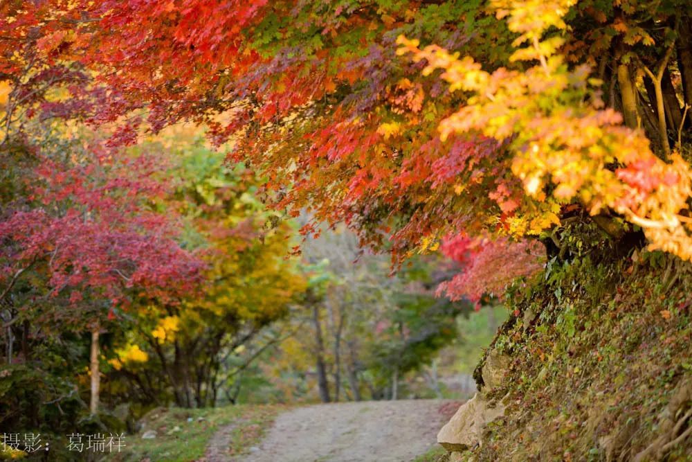 白山市四方山枫叶谷图片