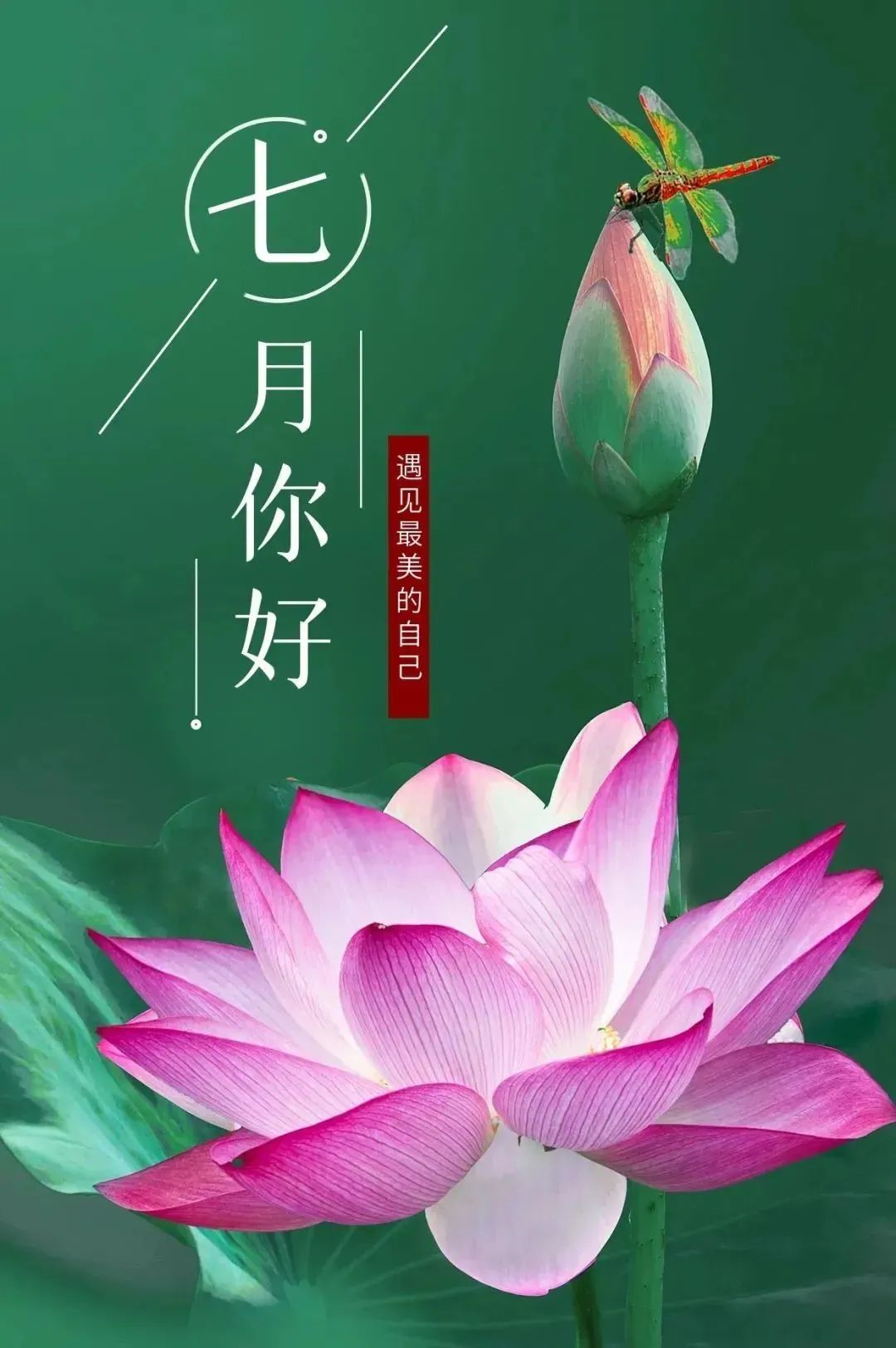 七月你好,愿你的生活像七月的花朵,绽放出绚烂的色彩