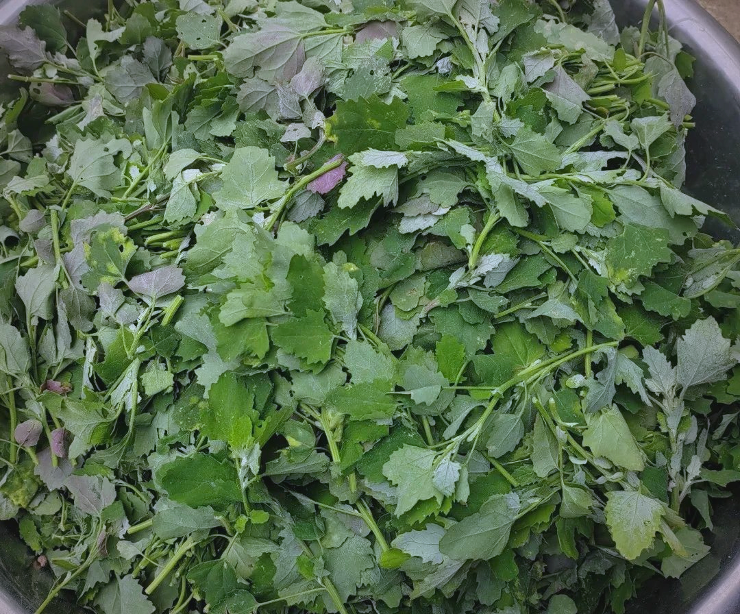 —灰灰菜,营养丰富的"高钙野菜",你不可错过!