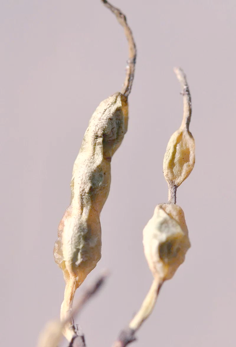 北京9天没出门,国槐果实引发热议