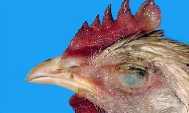 鸡冠有一层白霜是什么原因 鸡冠发白怎么治疗 鸡冠上长白色厚厚的是啥