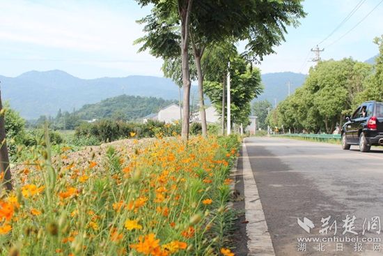 鄂城区汀祖镇:鲜花"路"放 点缀和美乡村