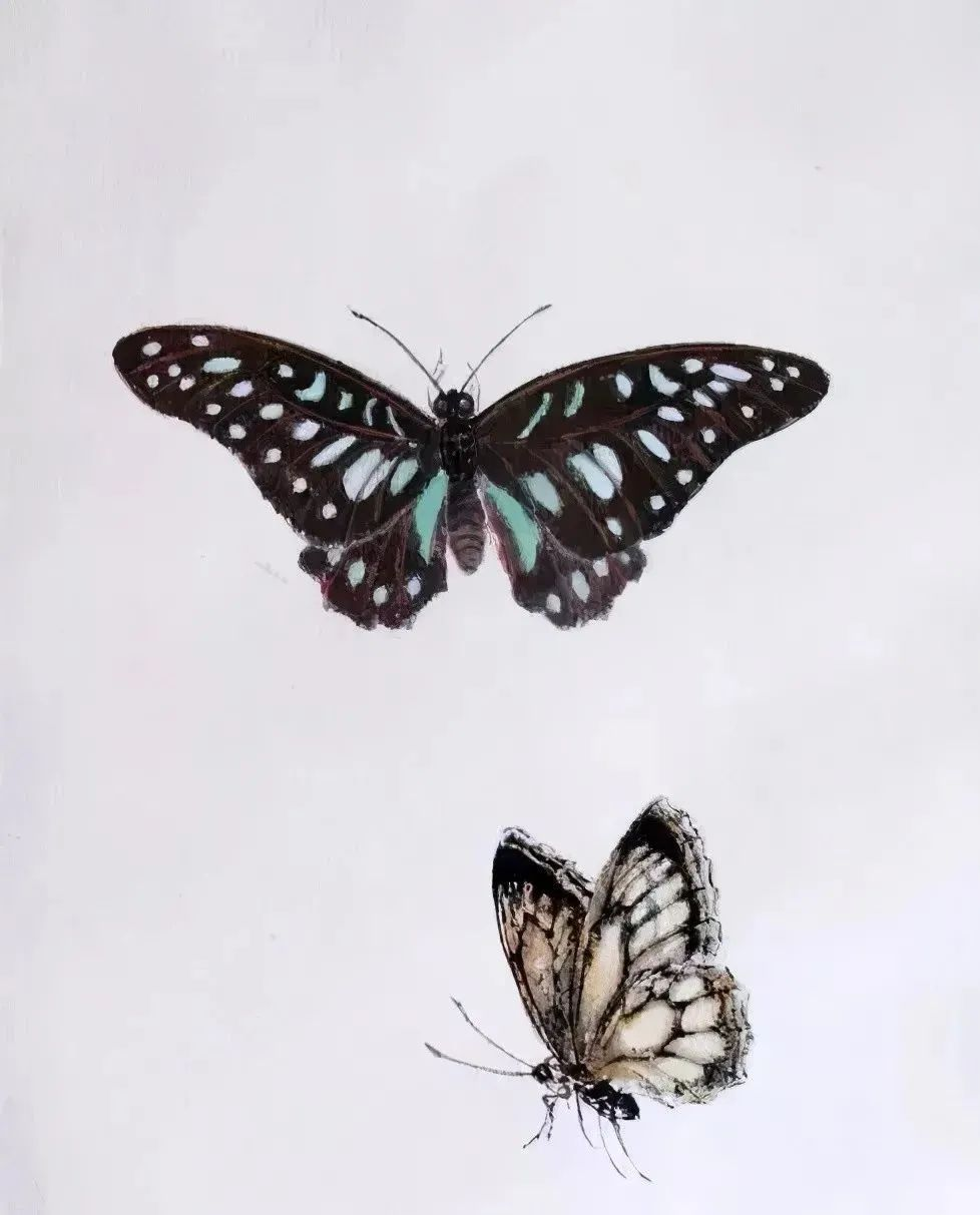 众多工笔蝴蝶图,美成百花仙子!