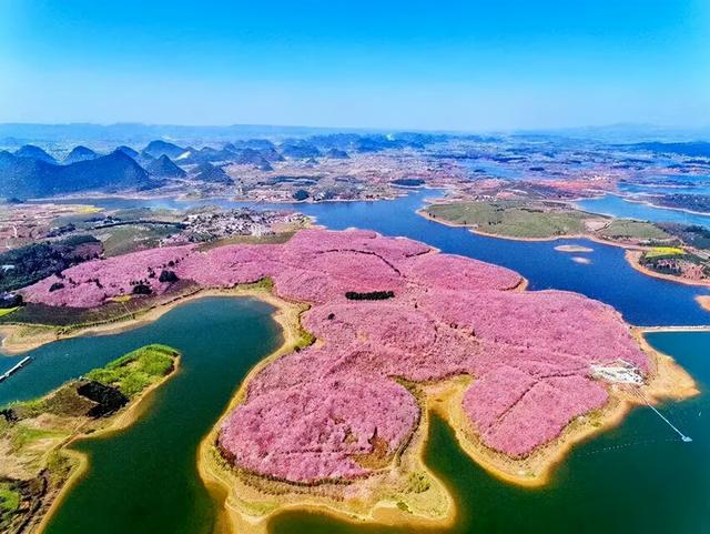 安顺旅游去景点—平坝农场樱花园