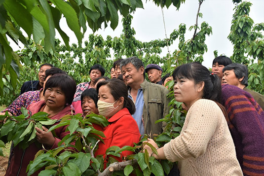 山东聊城冠县万善乡送科技下乡助乡村振兴