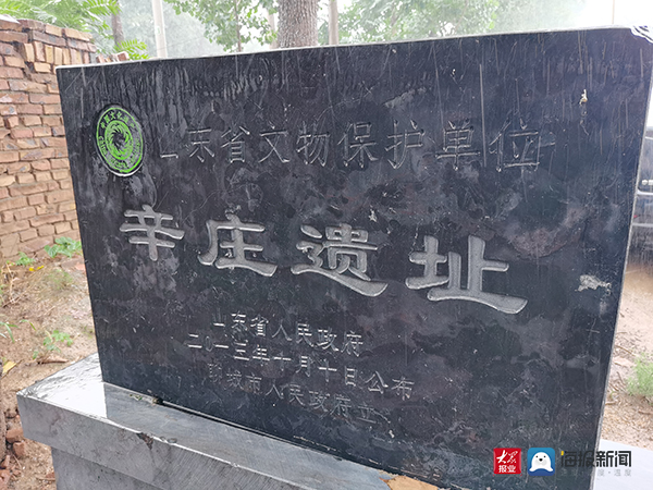 冠城记|冠县辛庄遗址——弯下腰就能拾到4000年历史