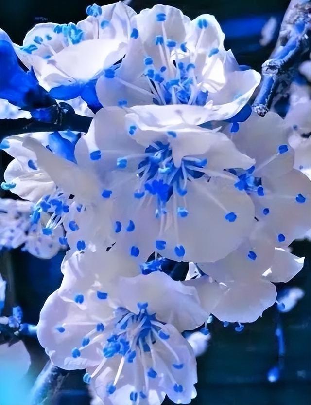 奇花异草图片,展现出自然界中千奇百怪的形态和色彩