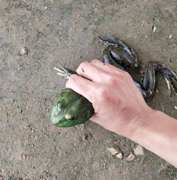 山东一男子因钓不到,便抓了一只蛙撒气,网友:这下"有判头"了