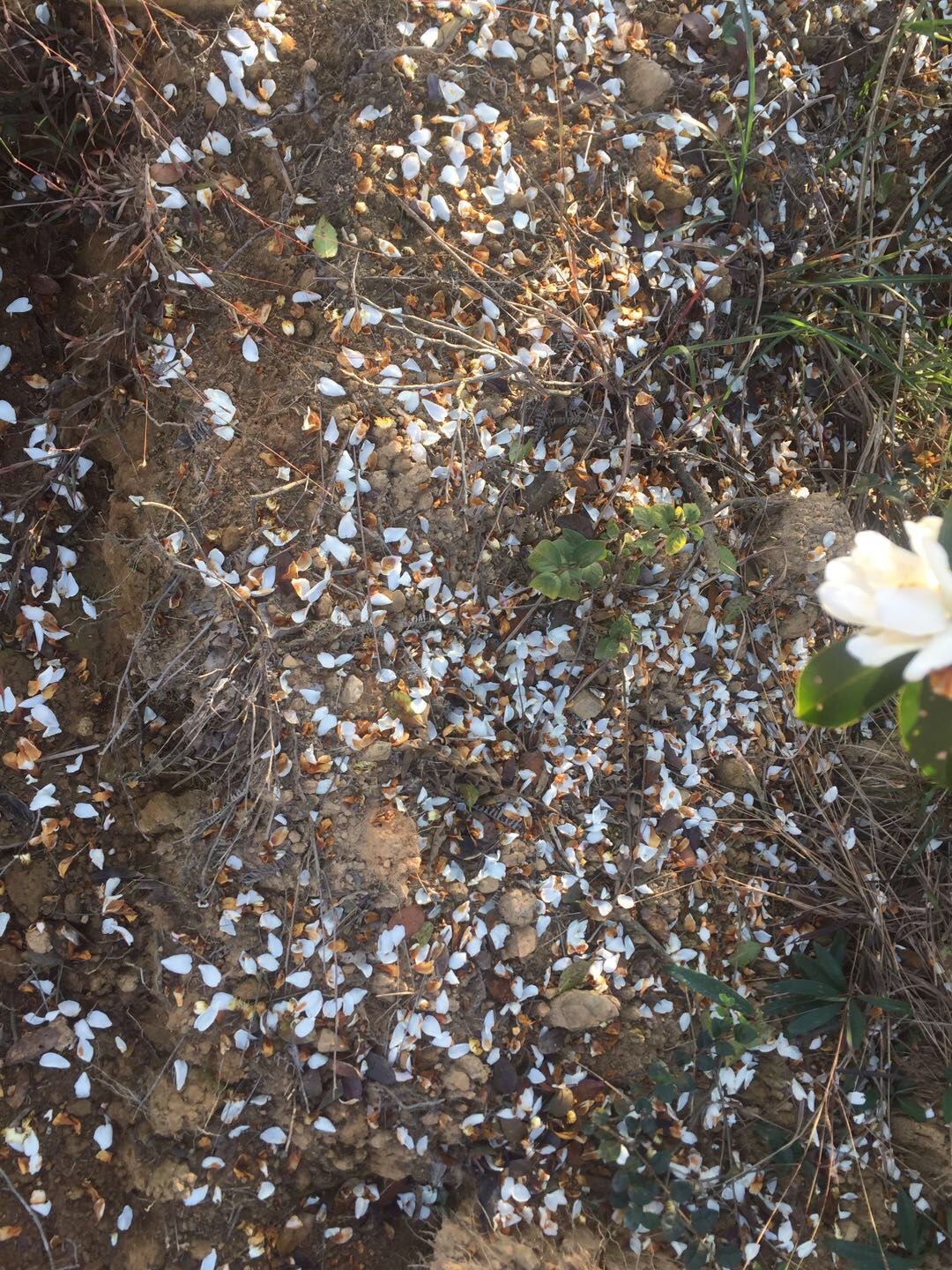 梦幻空花,何劳把捉