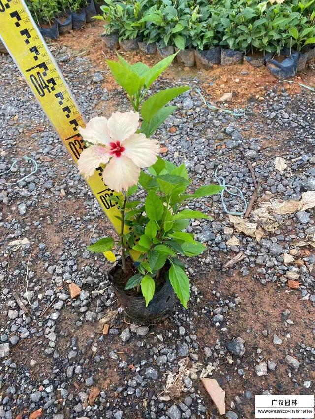 扶桑花的养殖方法和注意事项