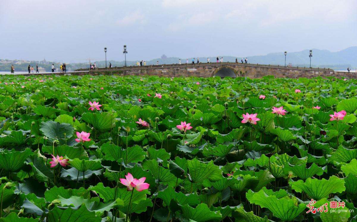 浙江杭州:西湖荷花竞相绽放