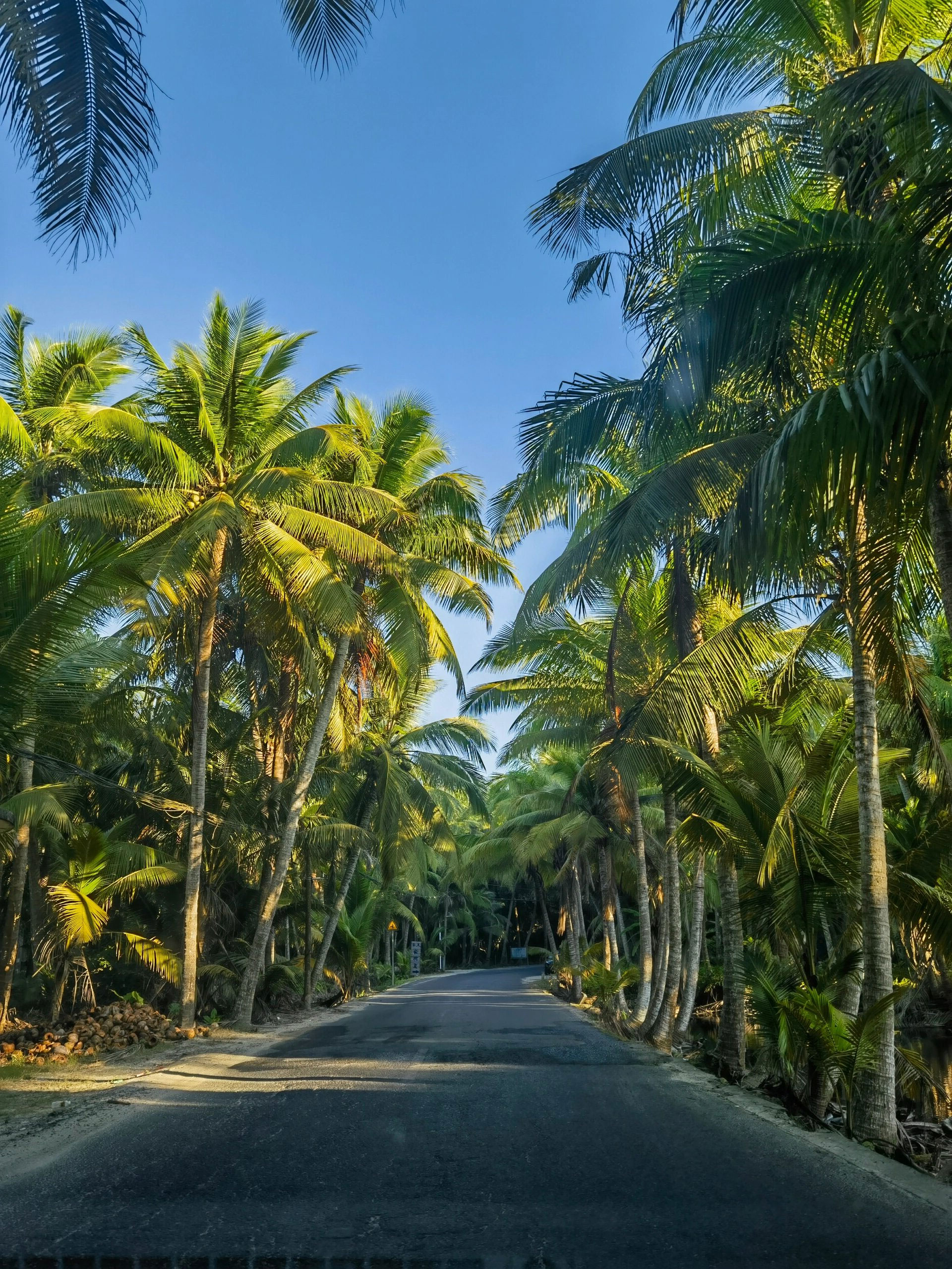 描写椰林的美景图片