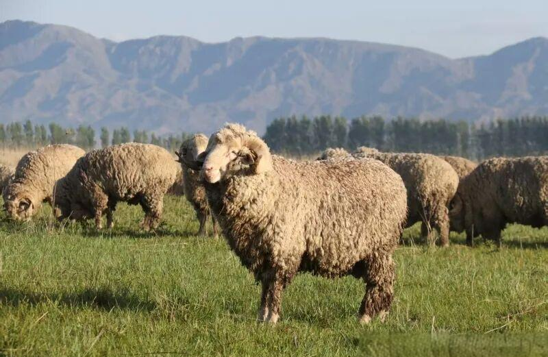 巩乃斯种羊场再创历史:细羊毛拍卖刷新纪录