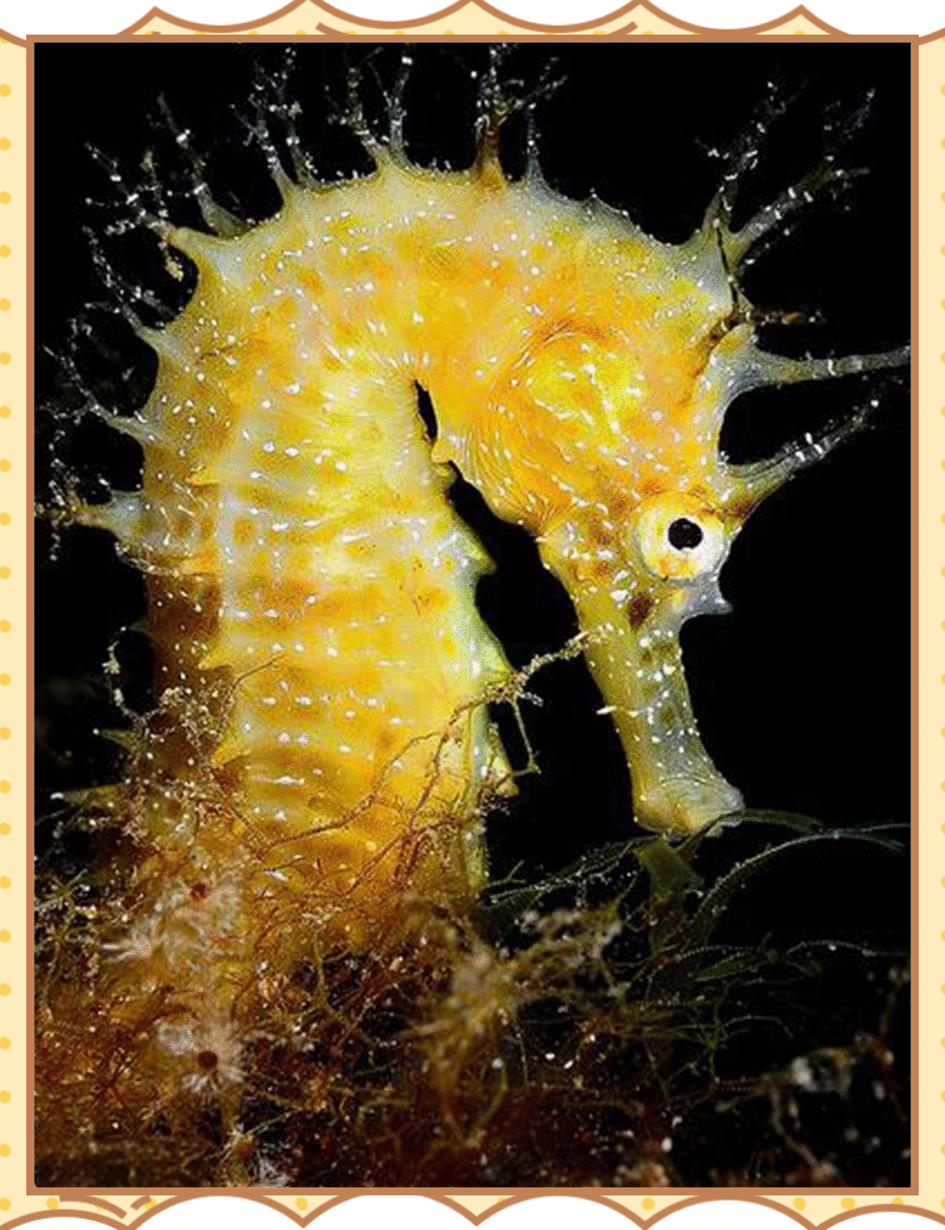 海马:一种独特且备受好奇的海洋生物