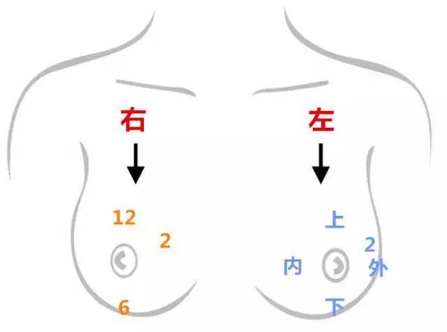 乳房点位怎么划分图片