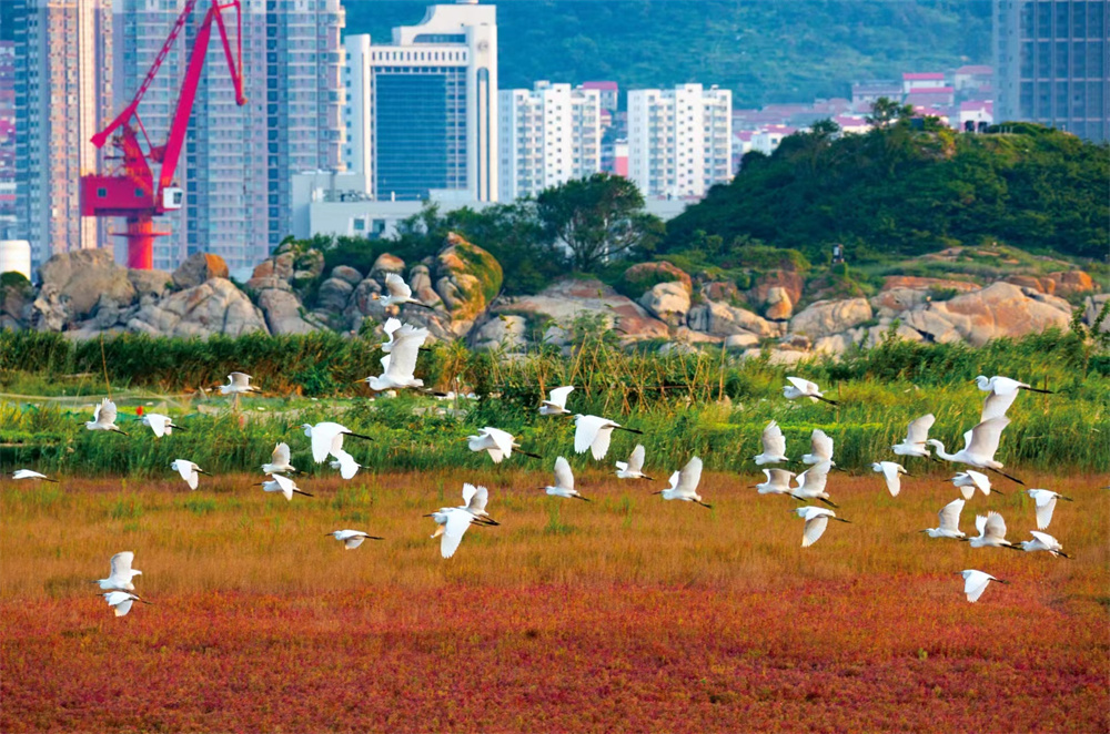 连云港海滨800亩红草滩呈一道美丽壮观的风景线
