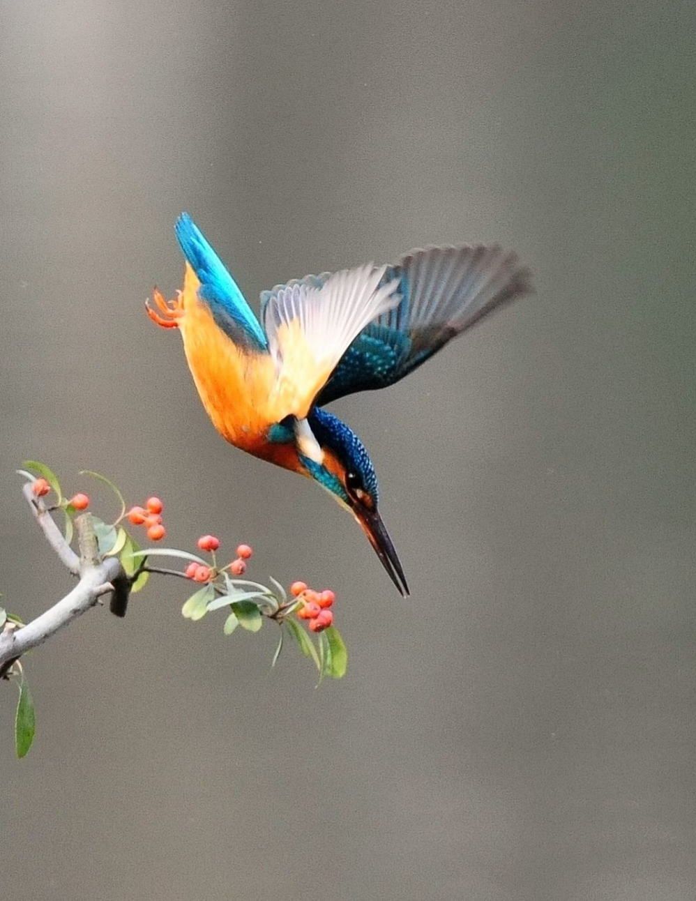 "打鸟",如何拍出清晰的飞鸟照片