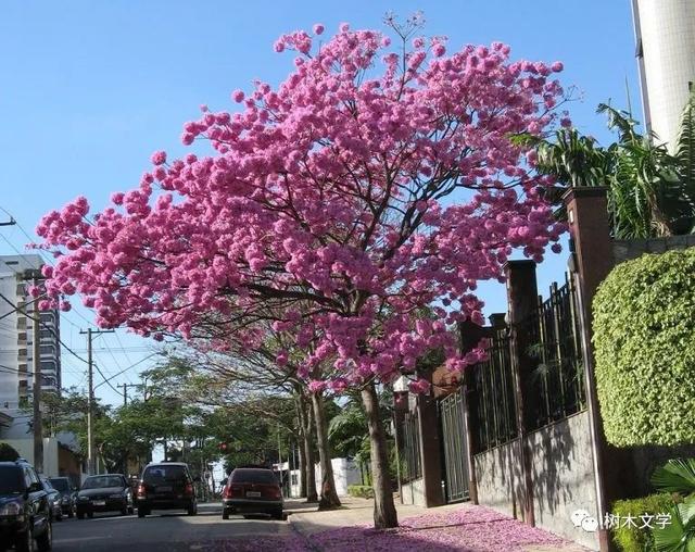 这种乔木在寒冬里却花开满树,我国南方广泛种植