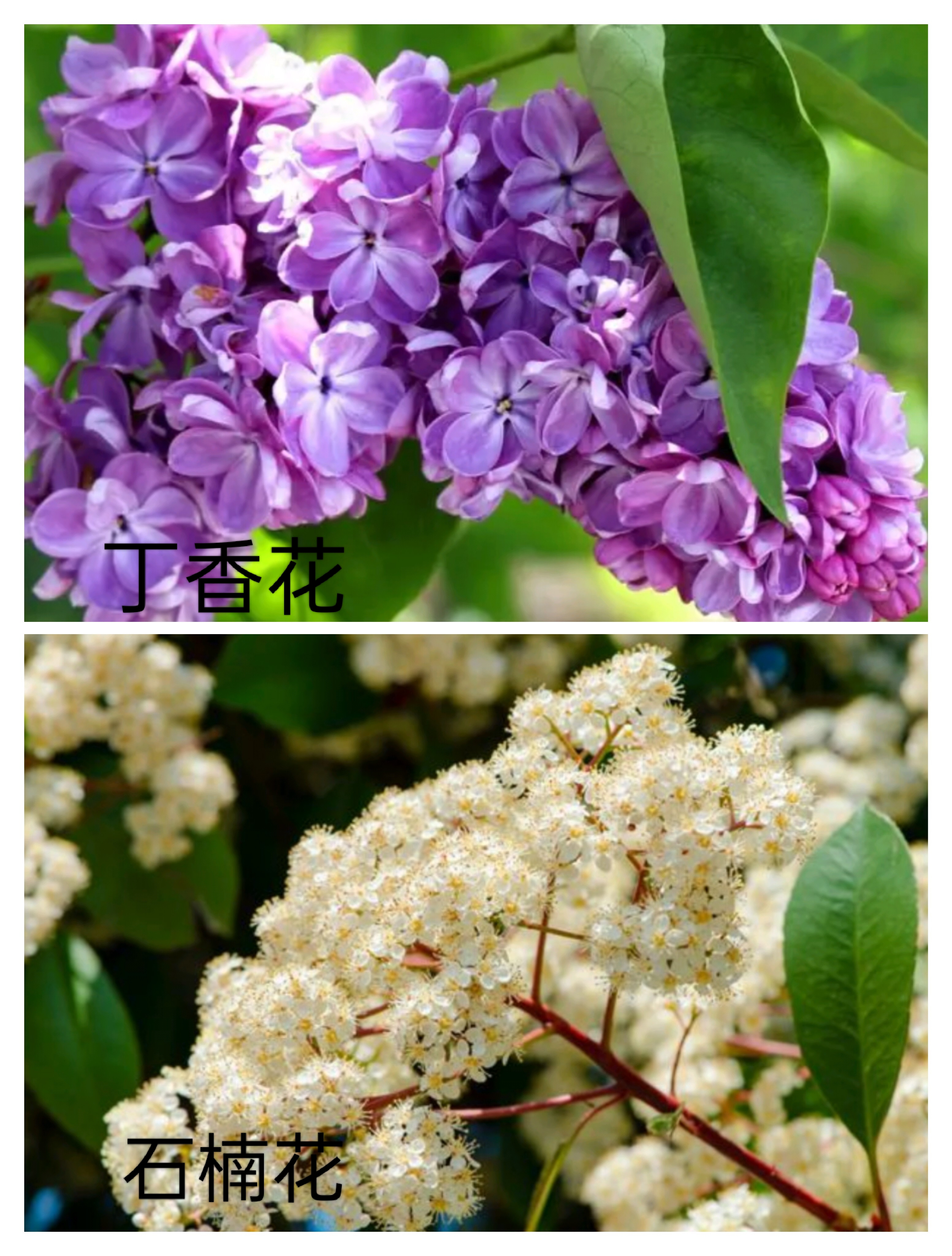 石楠花和丁香花的区别