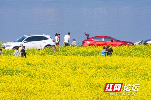 何必去婺源?湘江中的鵝洲島,週末都快被長沙人擠