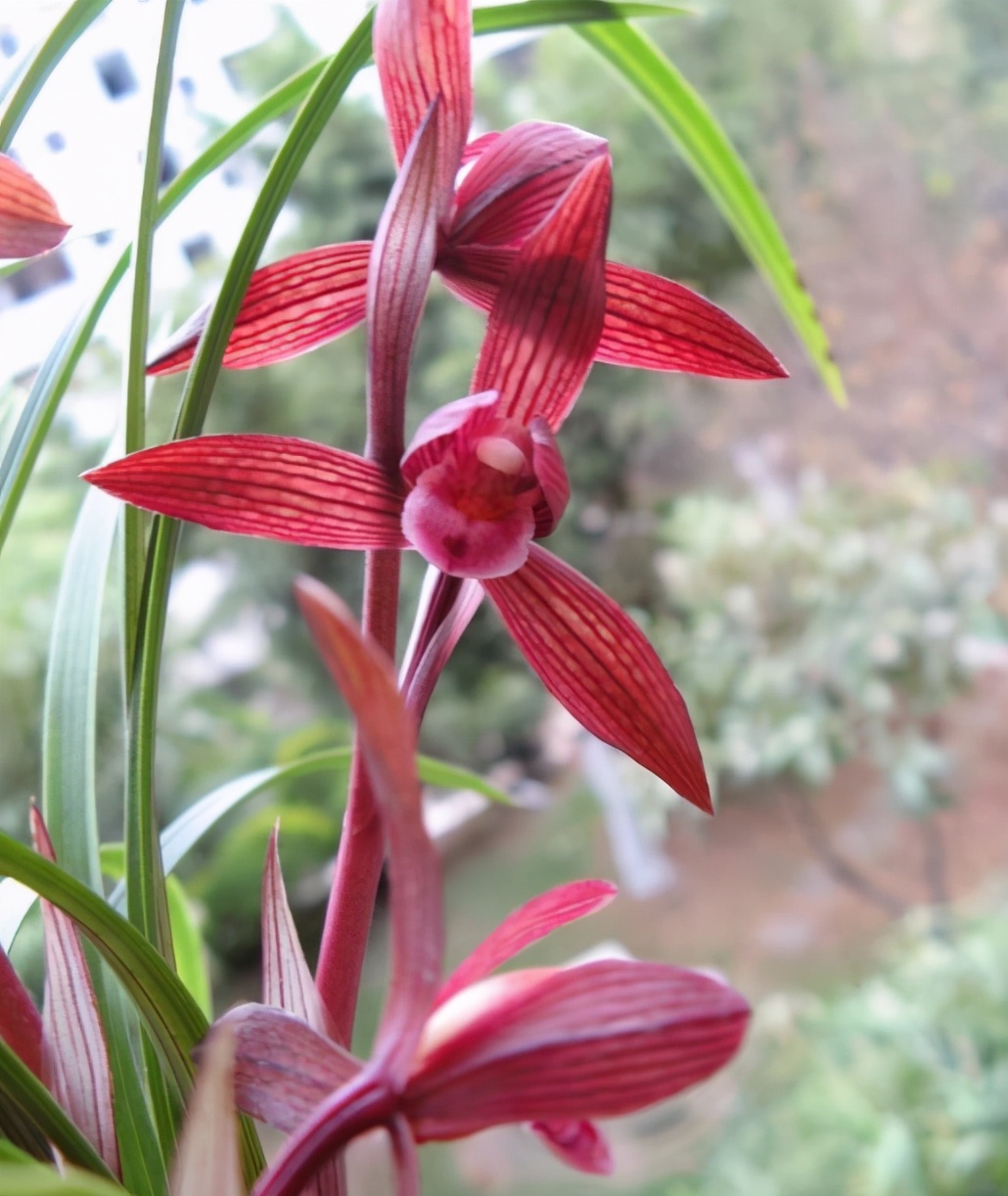 曾一苗难求的春兰顶级红素,红杆红花,花香浓郁,简单易活