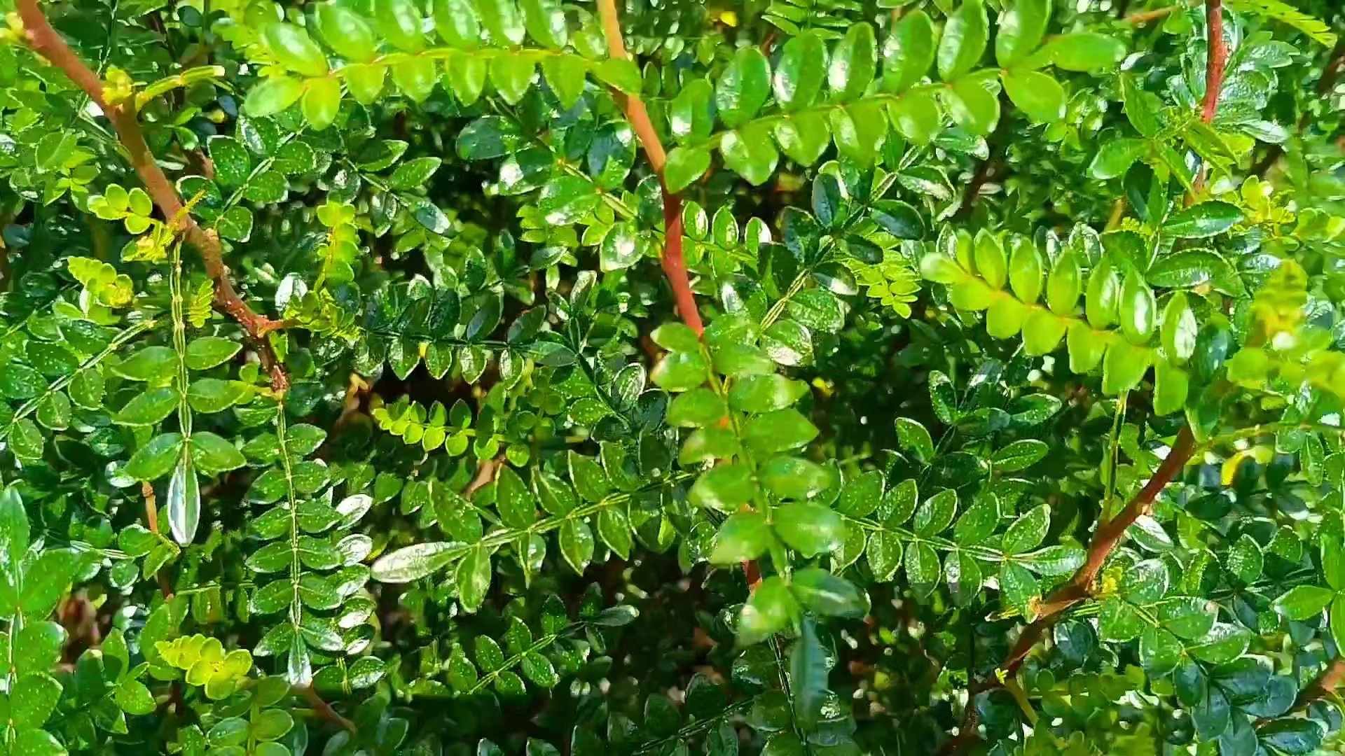 清香胡椒木茎干棕色,有刺,整株有浓烈的胡椒味