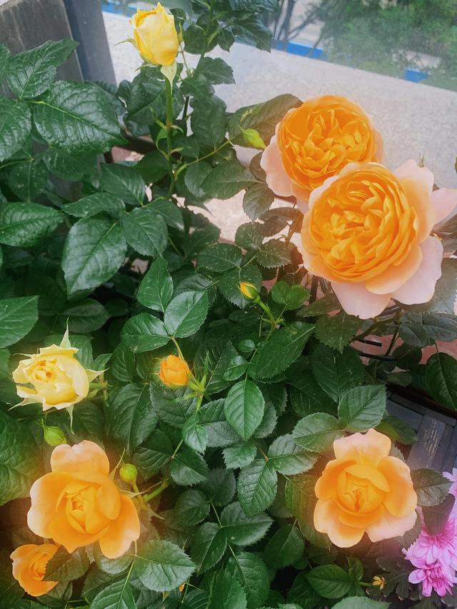 阳台月季金丝雀,365天在开花,值得人手一棵!