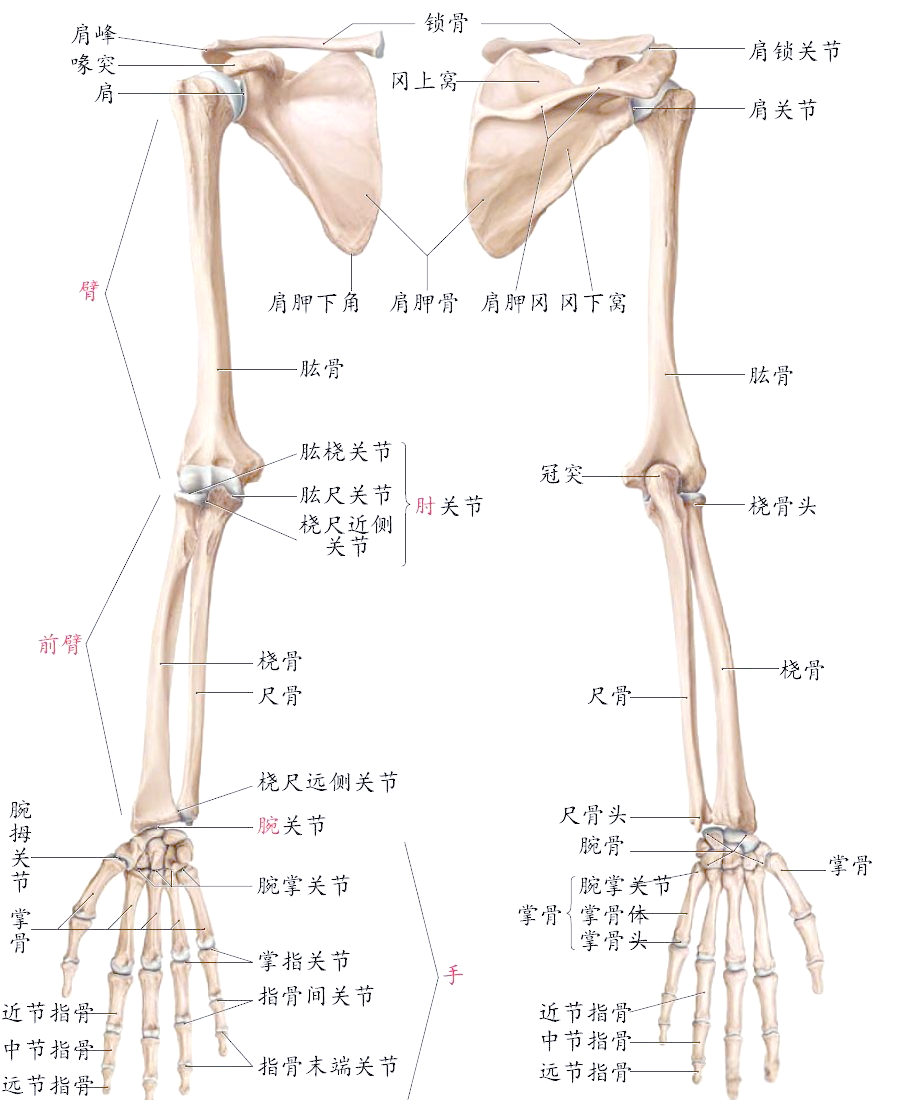 从肩到腕:解密上肢的结构和功能