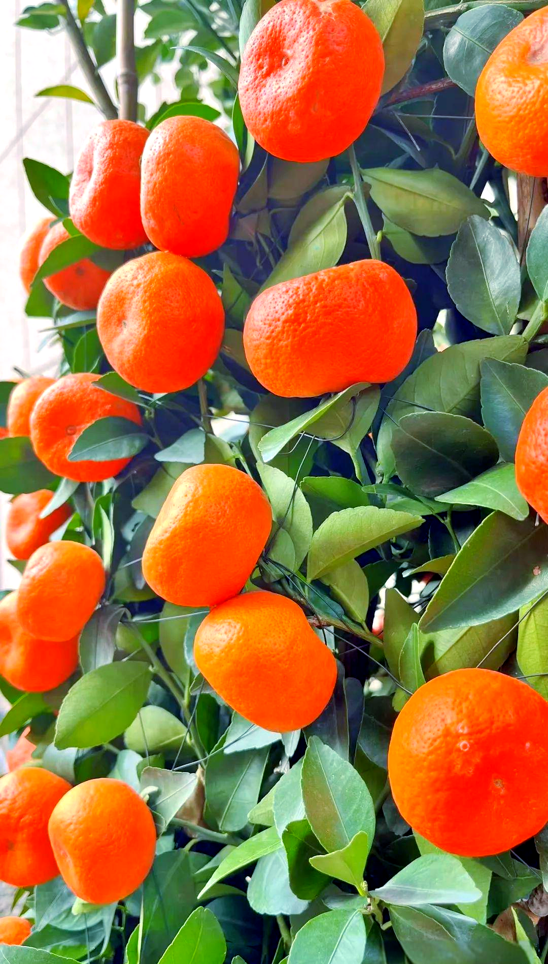 广东人过年为何偏爱摆放桔子树?背后蕴含多重文化与寓意