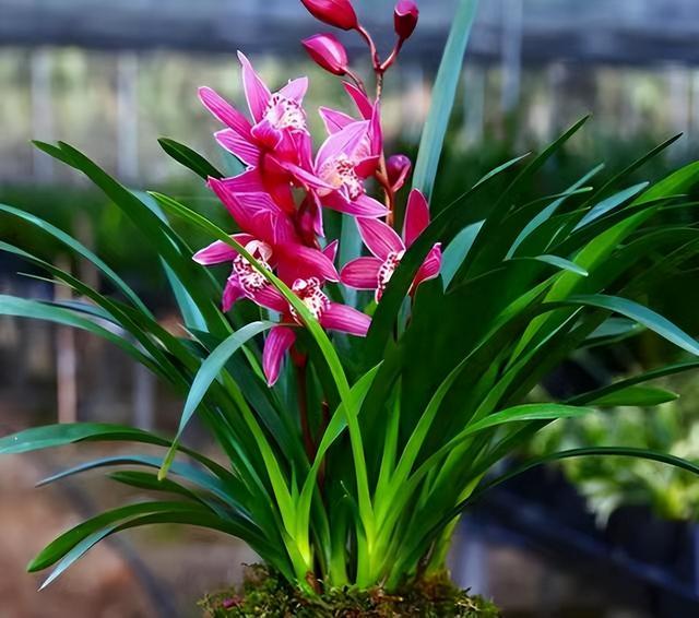 八大名贵兰花品种 名贵兰花