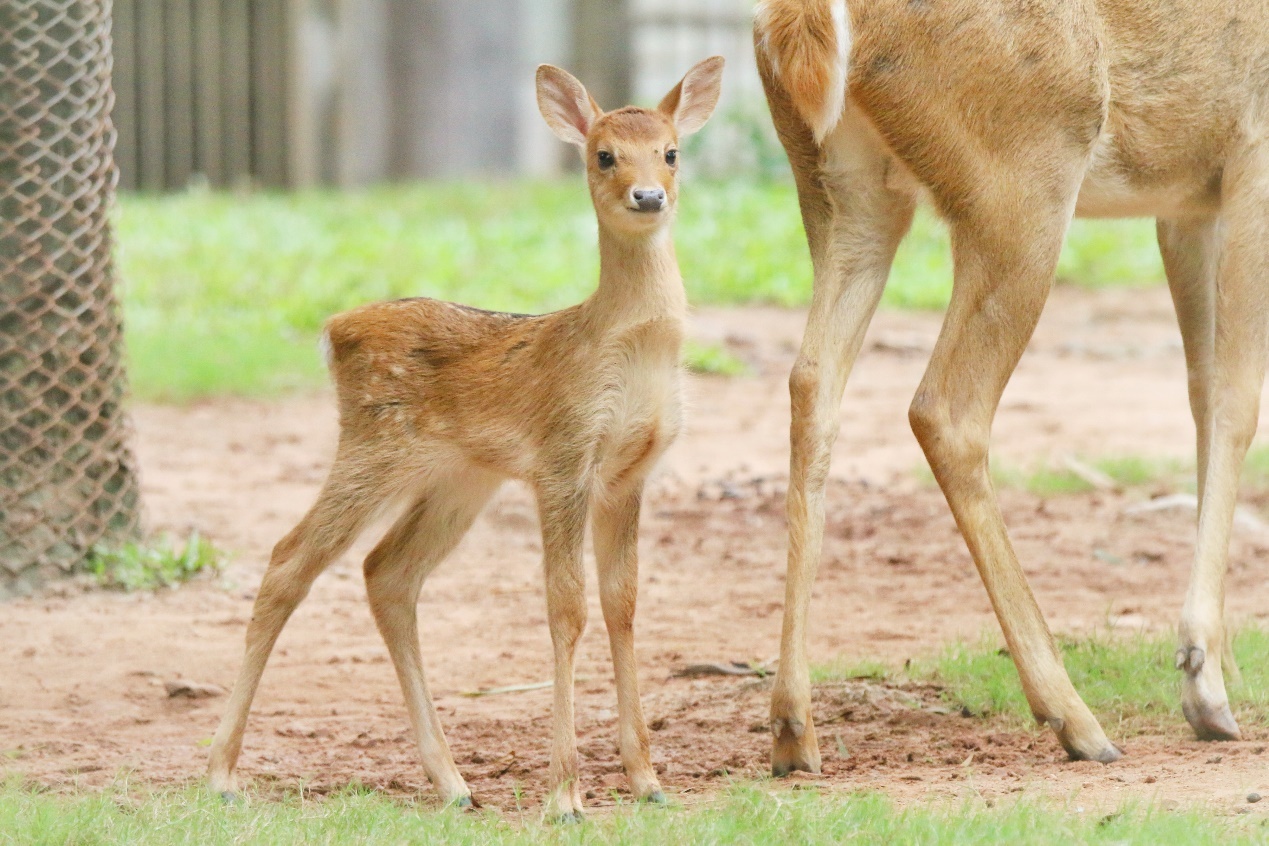 广州动物园珍稀濒危物种海南坡鹿再添新成员