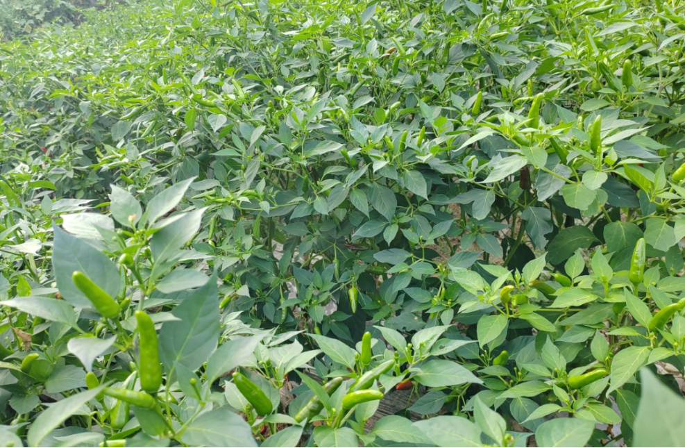 万源市井溪镇:小辣椒"蔬"写大产业 奏响乡村振兴"椒"响曲