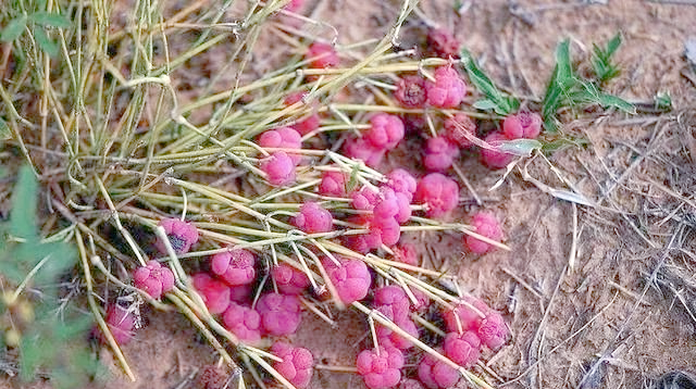 众多食客偏爱野生果实,而市场上售卖的水果同样广受喜爱