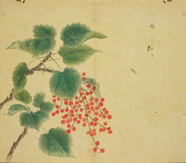 每日一诗《诗经·小雅·湛露》