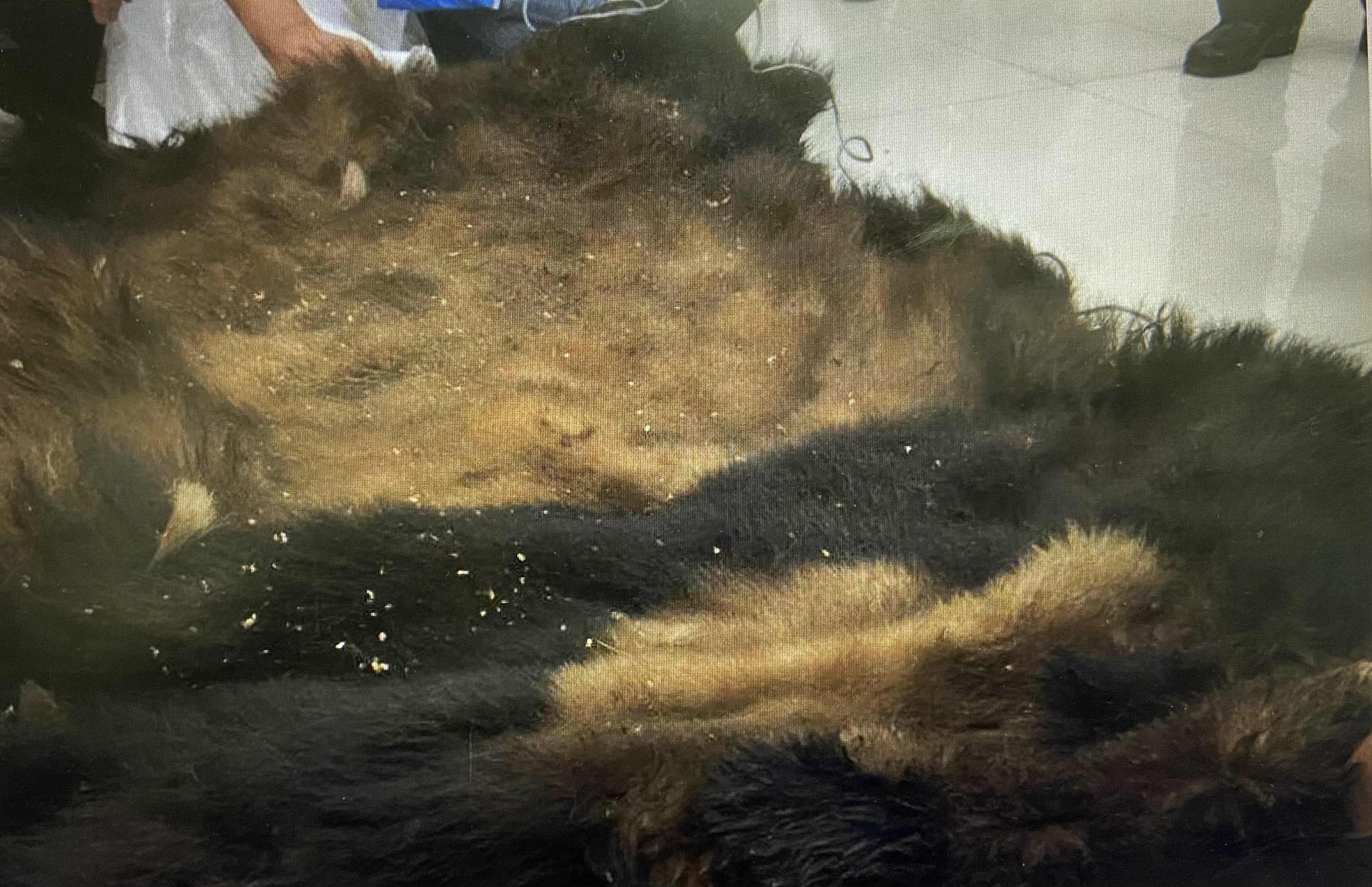 1995年,有人在兰州卖大熊猫皮,3张皮没卖到9万,1张在北京被烧