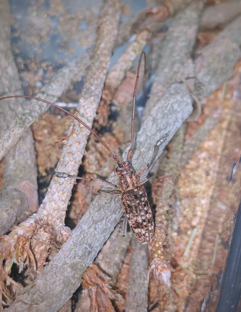 松褐天牛与松材线虫的传播与防治策略全解析