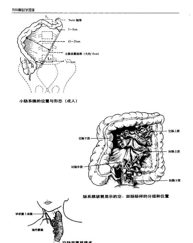 解剖图腹部图片