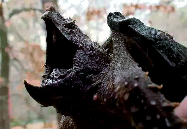 世界上众多凶猛的乌龟,棱皮海龟以锋利咬合力闻名