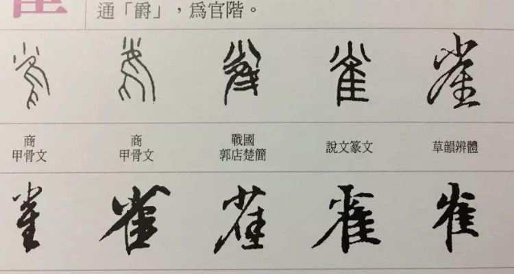 雀 的 结 构