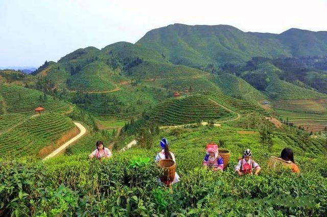 富宁里达鸟王山,诗意画意皆佳