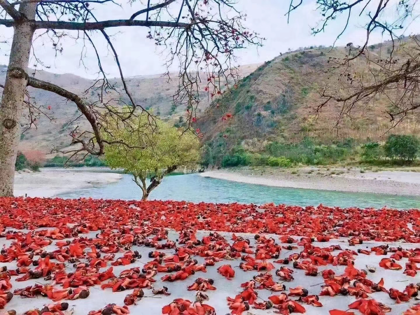 潞江坝木棉花图片