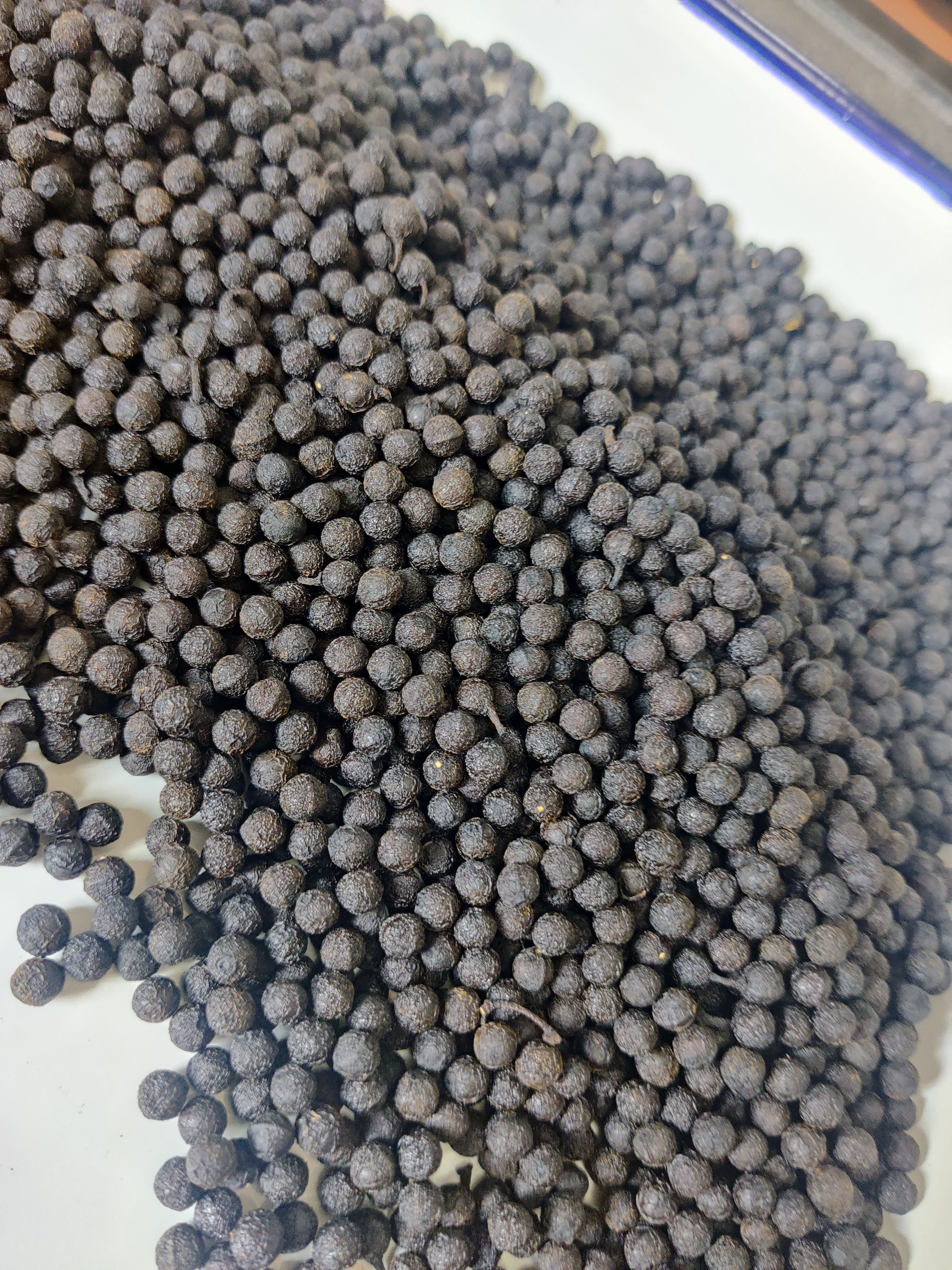 长年供应木姜子(山苍子)干货