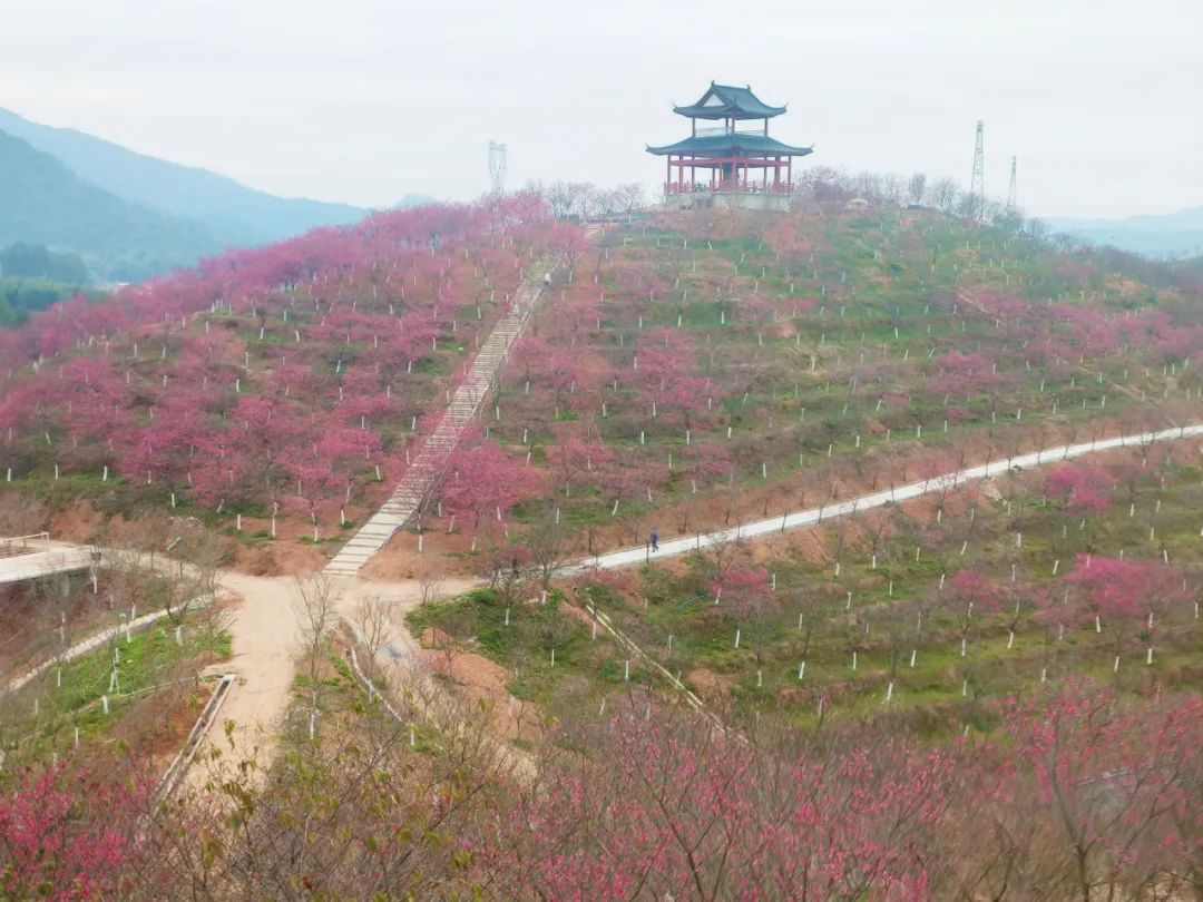 樱花开了!快来韶关看粉色花海