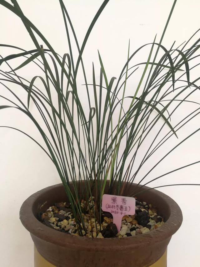 兰花界中以一个县名命名的兰花一一丘北冬蕙兰,迎接冬天的到来